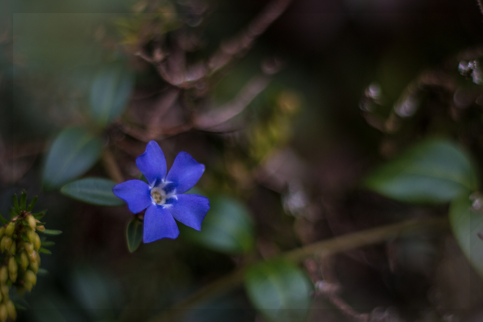 Blaue Blüte im Dezember