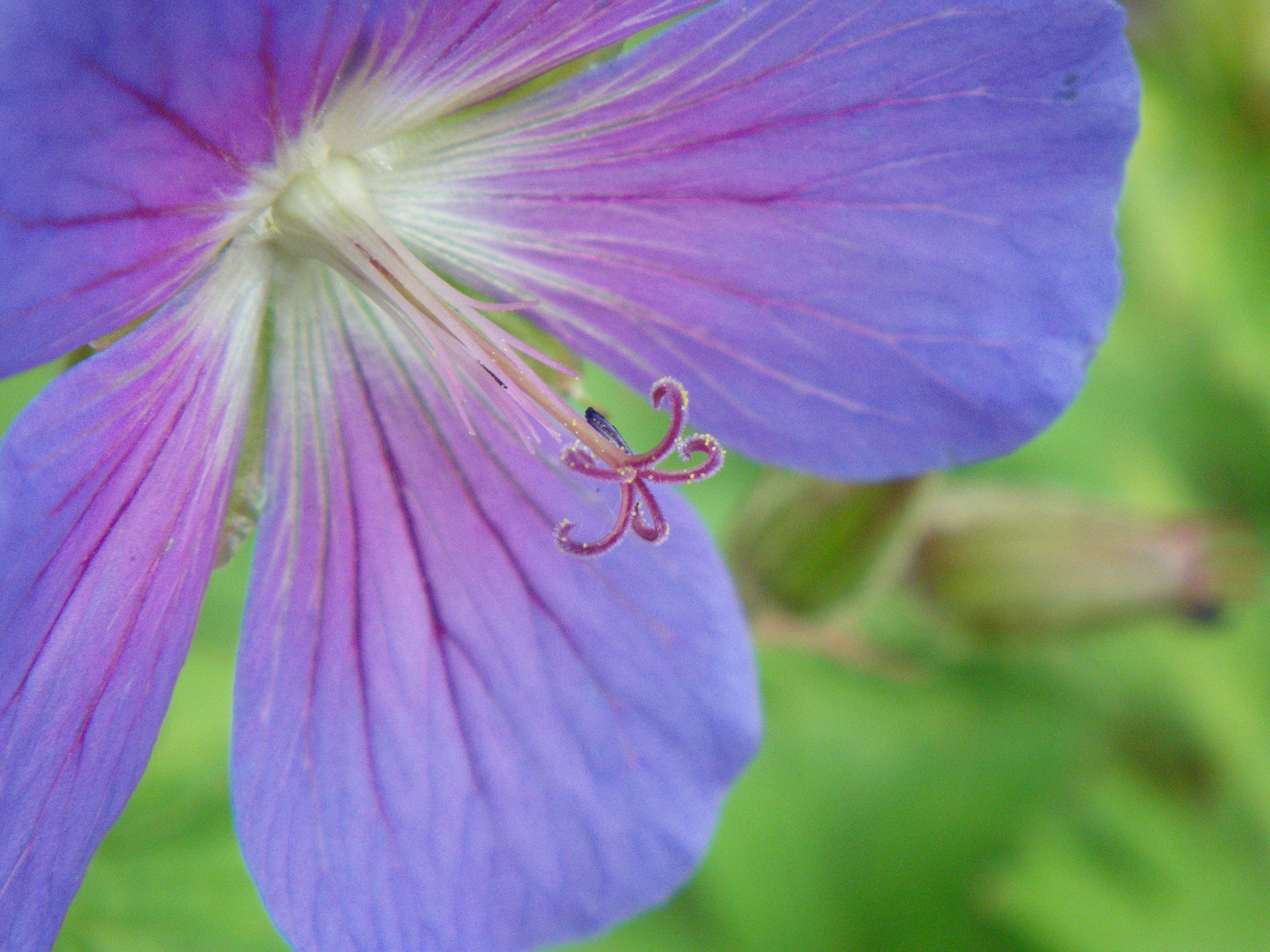 Blaue Blüte im Garten