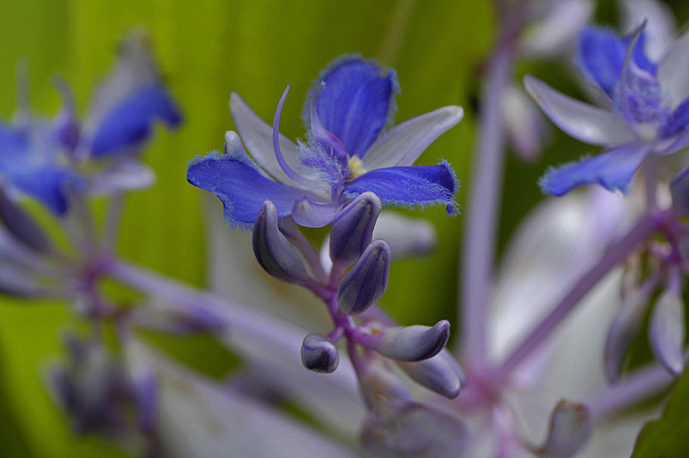 blaue blüte im treibhaus