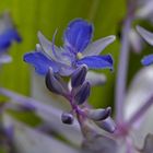 blaue blüte im treibhaus