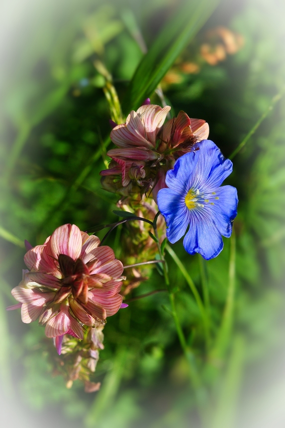 Blaue Blüte in schöner Gesellschaft....