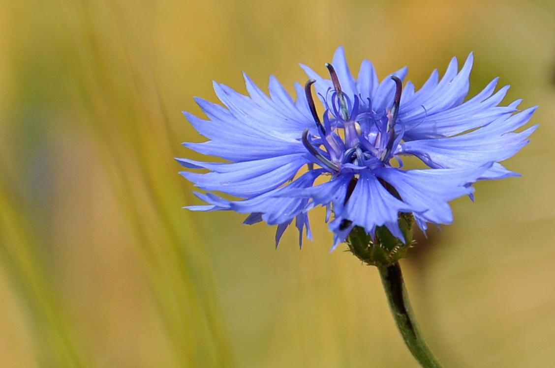 blaue Blüte ~ Kornblume