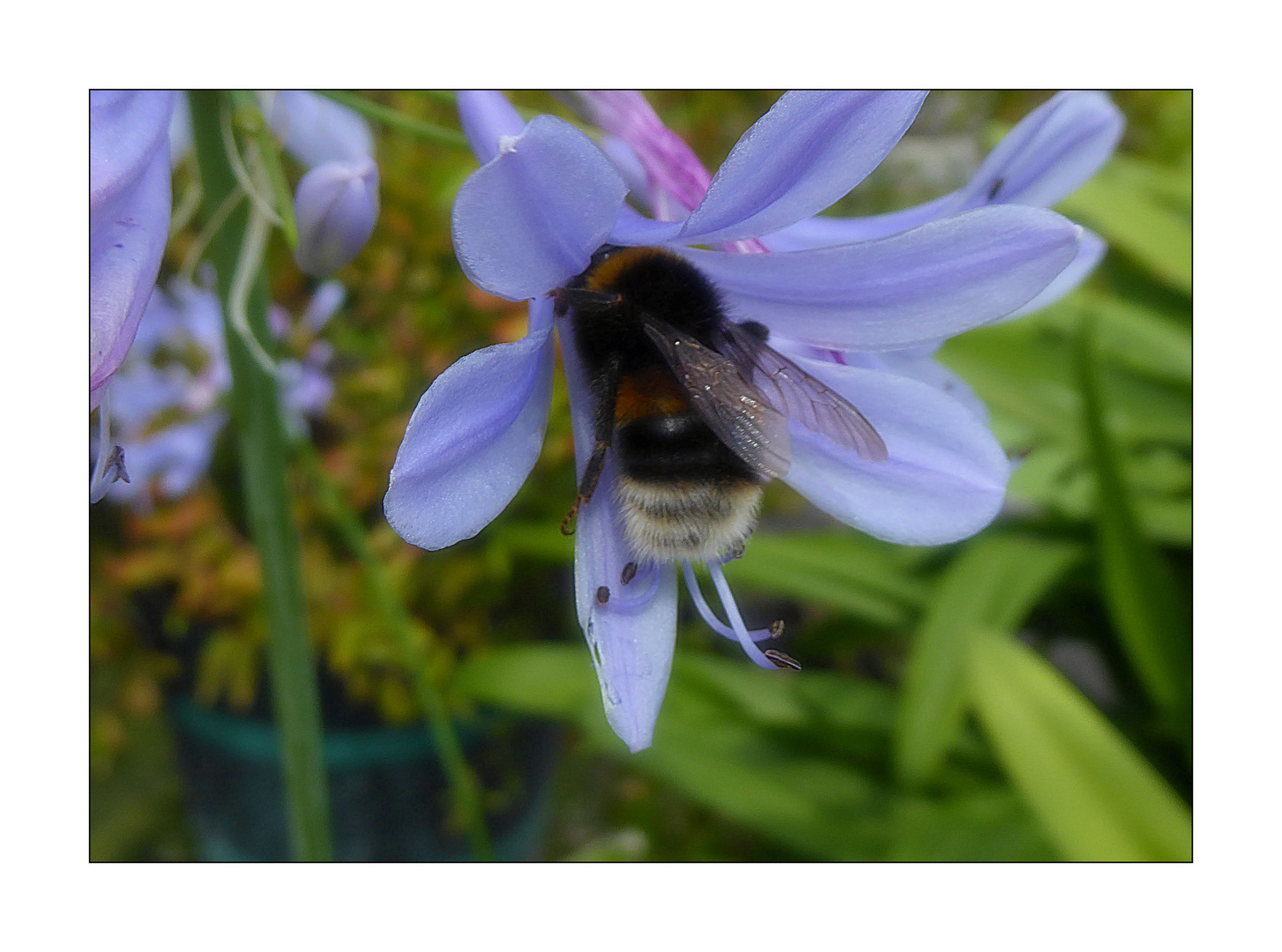 Blaue Blüte mit Biene