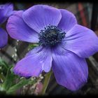 Blaue Blüte mit einem gewissen "background" ;-))