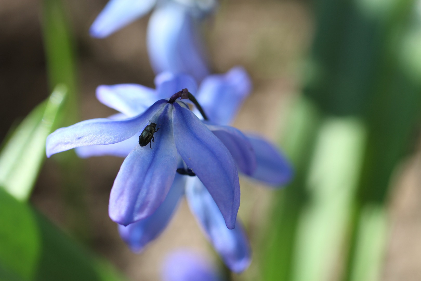 Blaue Blüte mit Käfer