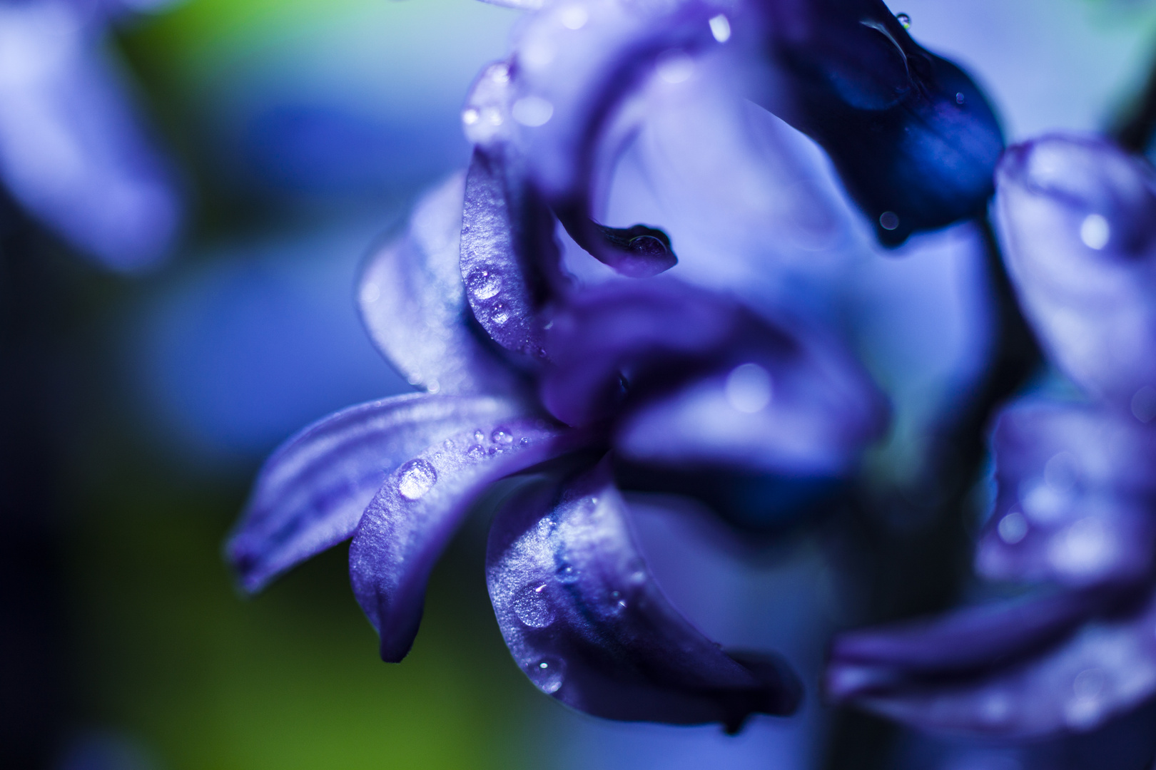 Blaue Blüte mit Tropfen