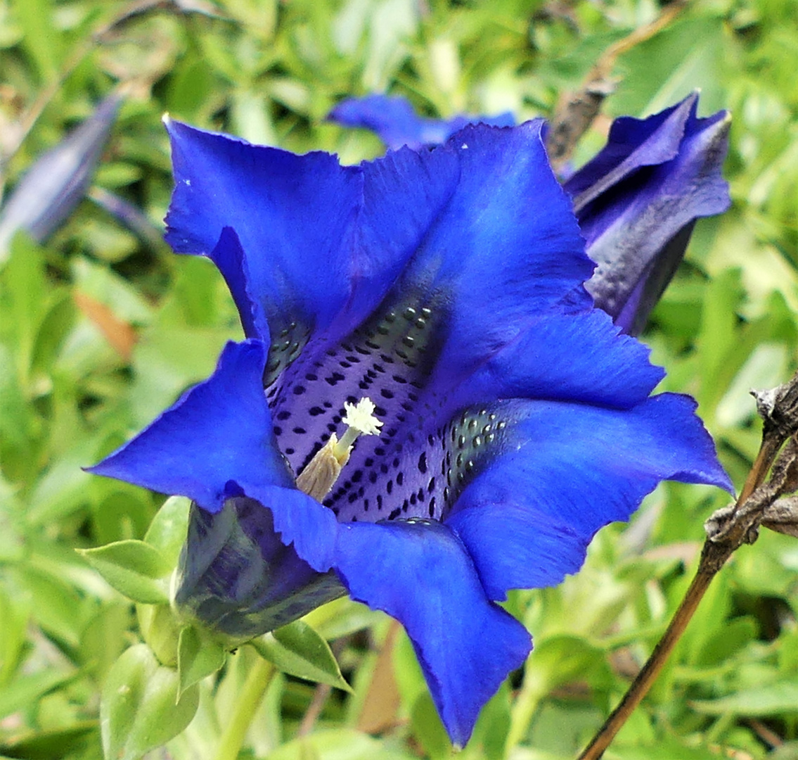 Blaue Blüte zum Sonntag