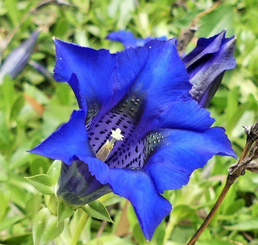 Blaue Blüte zum Sonntag Foto & Bild pflanzen, pilze & flechten