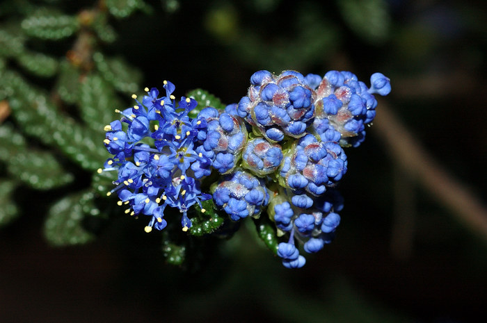 ....blaue Blüten..........