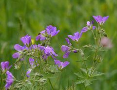 Blaue Blüten