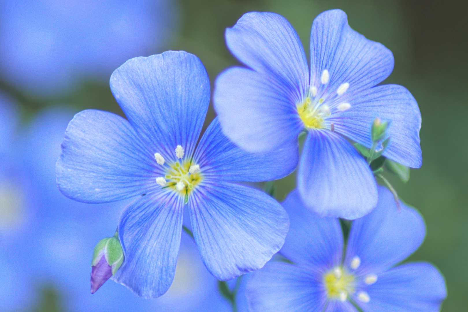 Blaue Blüten