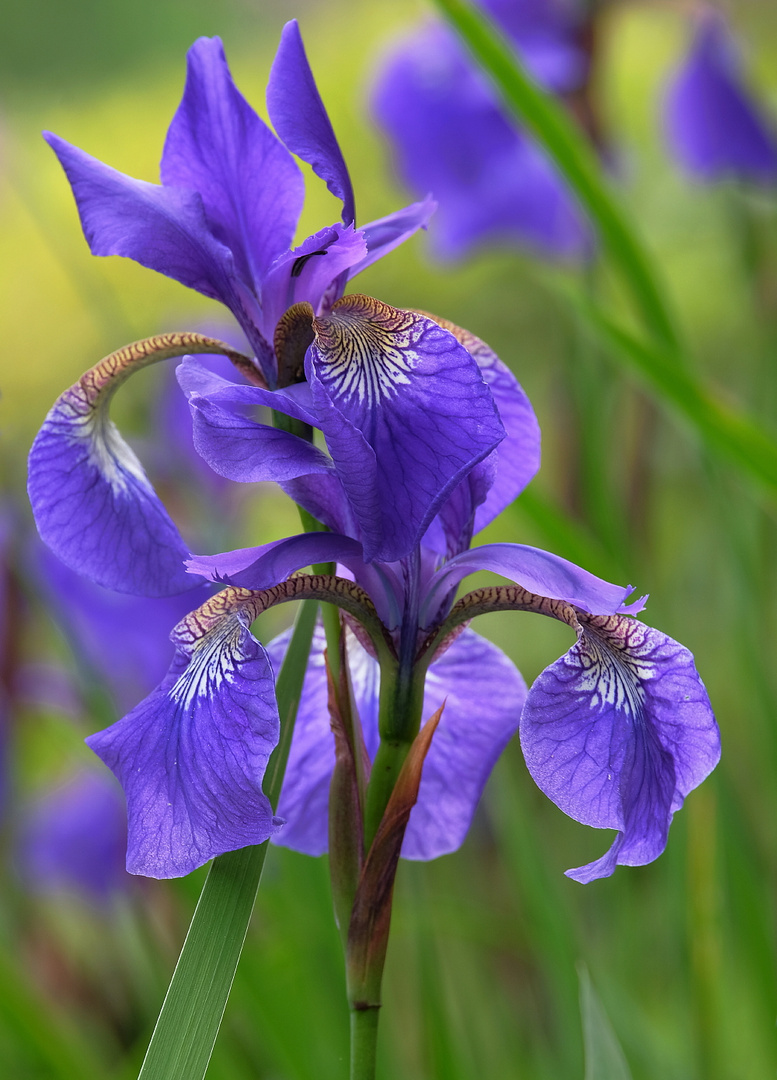 Blaue Blüten