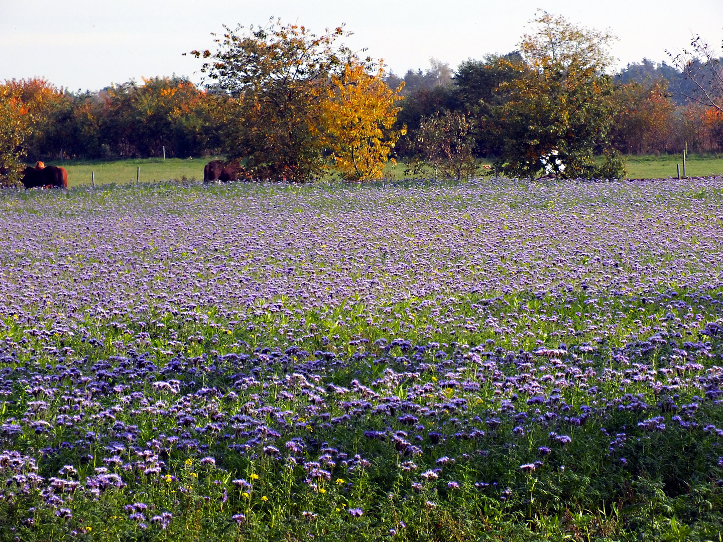 Blaue Blüten