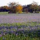 Blaue Blüten