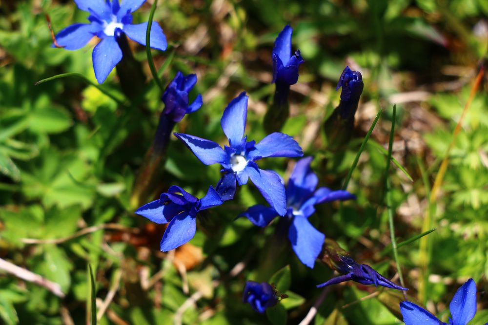 Blaue Blüten