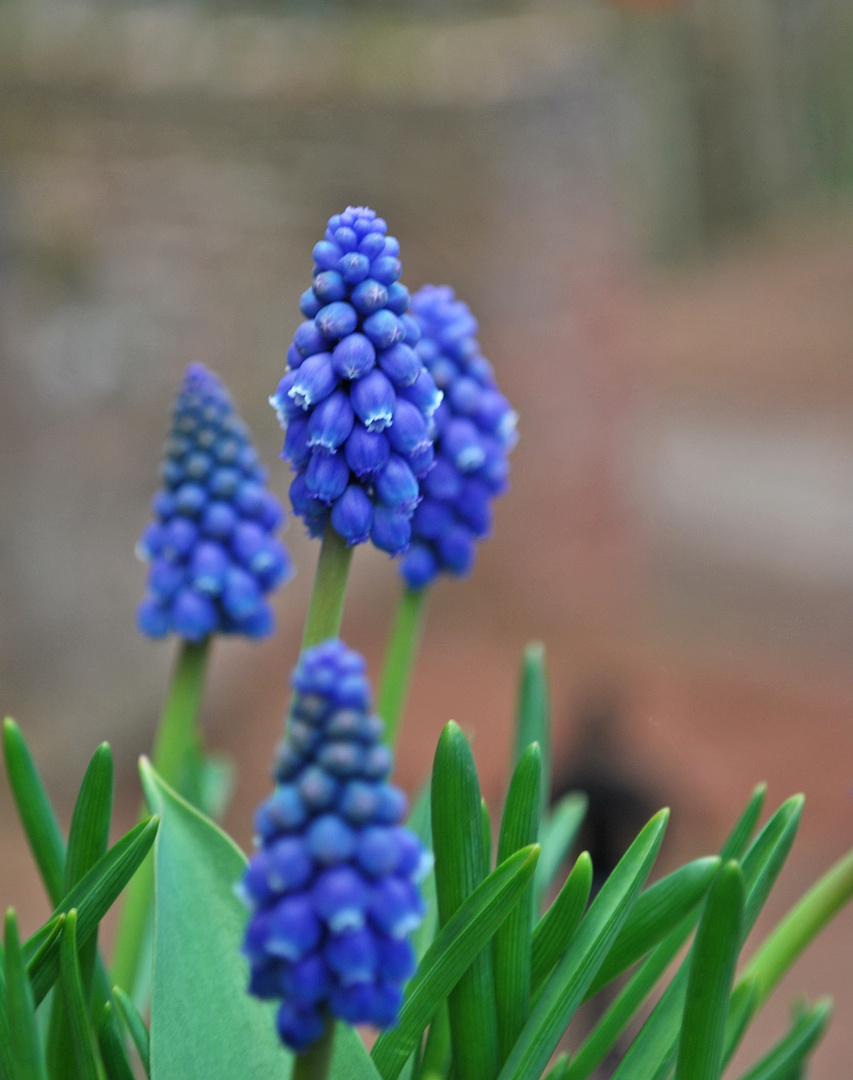 Blaue Blüten Foto & Bild | pflanzen, pilze & flechten, blüten