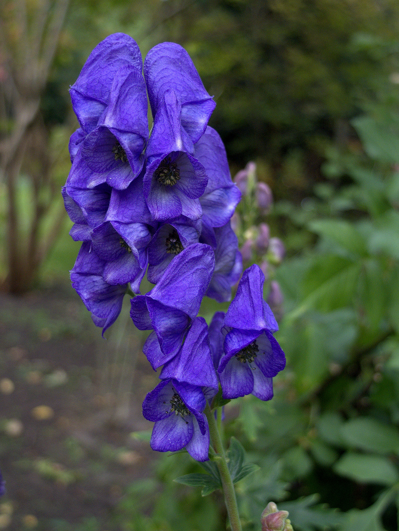 blaue Blüten