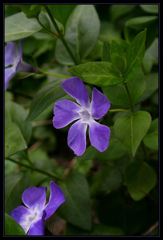 -Blaue Blüten-