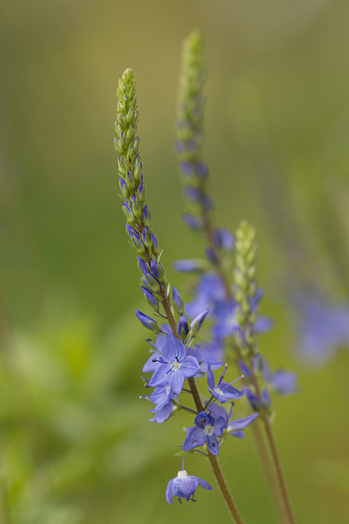 Blaue Blüten