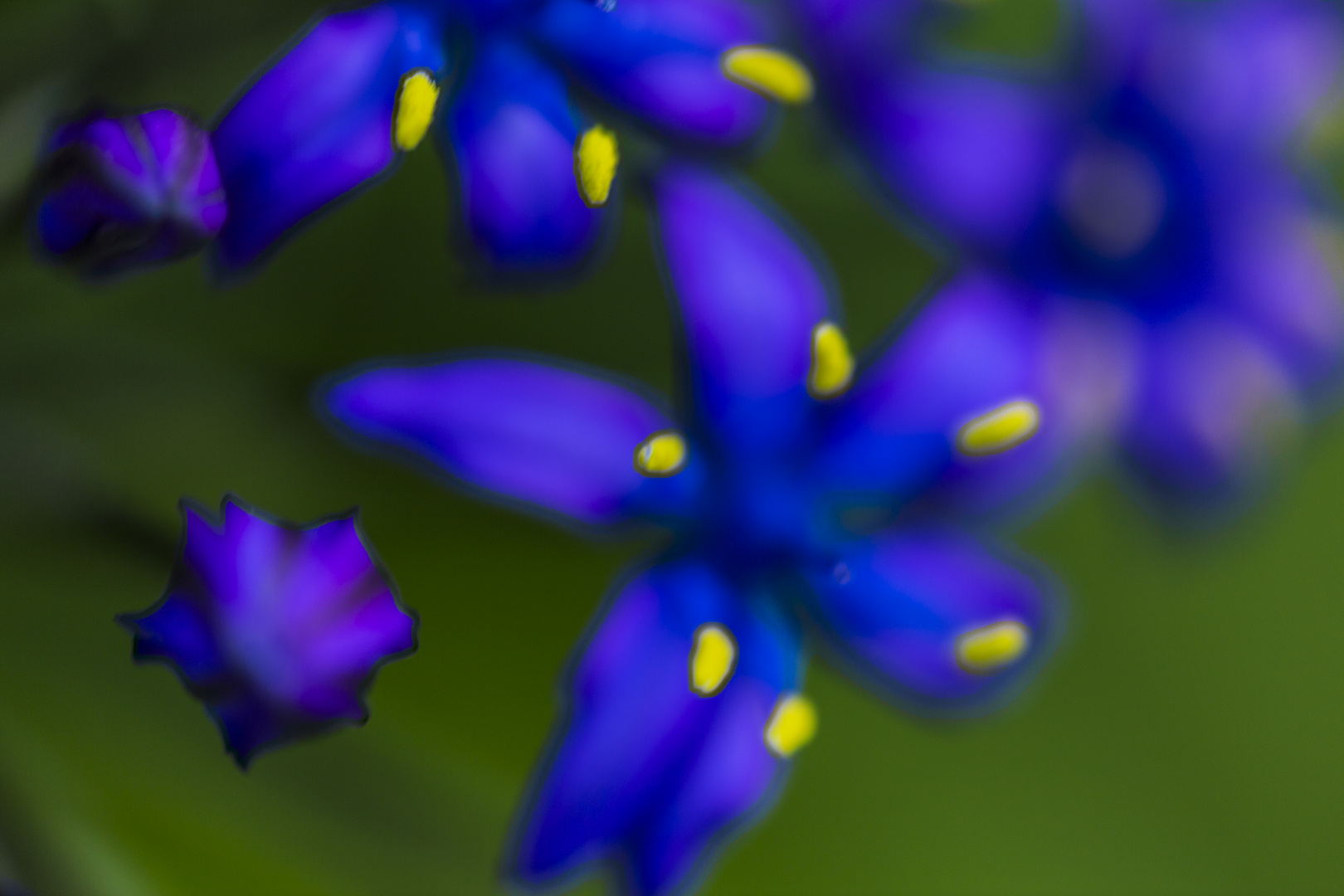 Blaue Blüten..