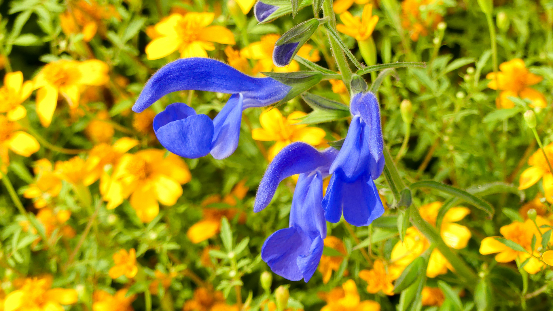 Blaue Blüten Foto & Bild pflanzen, natur, pflanze Bilder auf