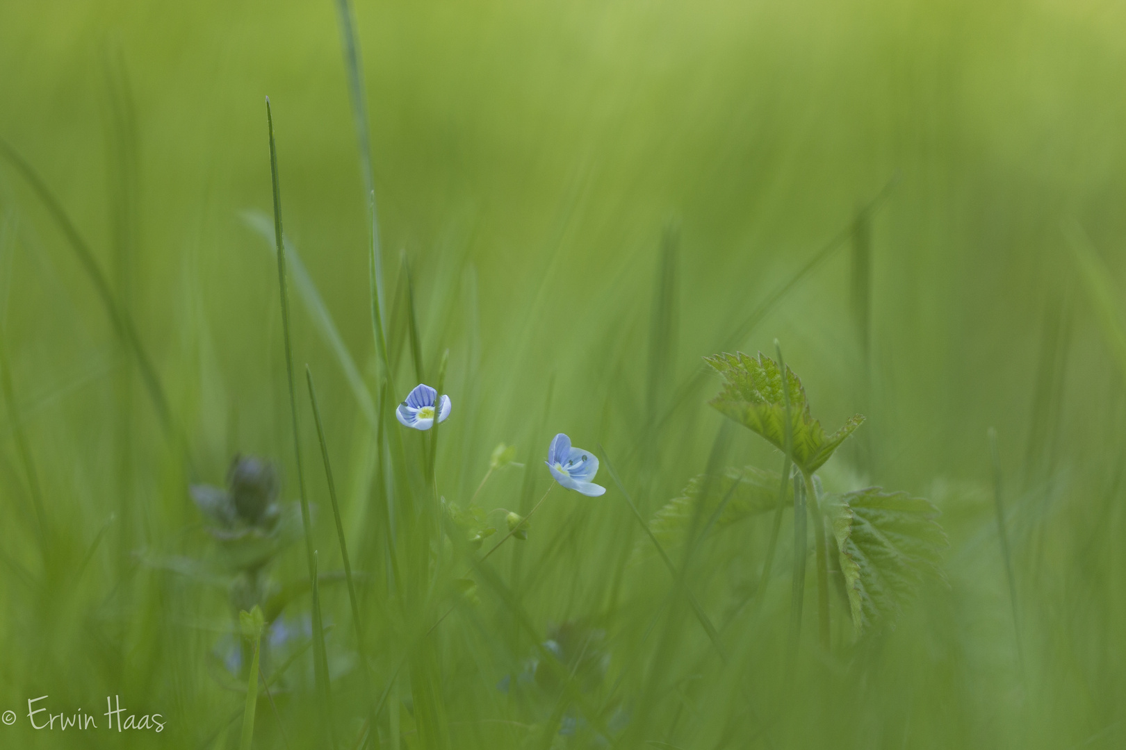 Blaue Blüten