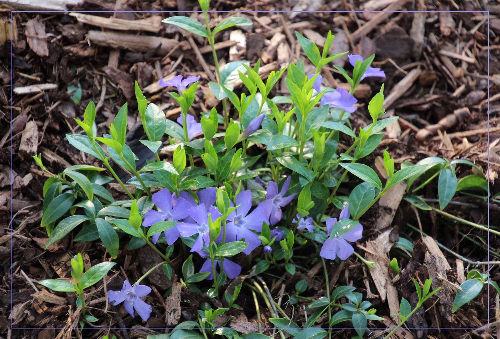 blaue Blüten  