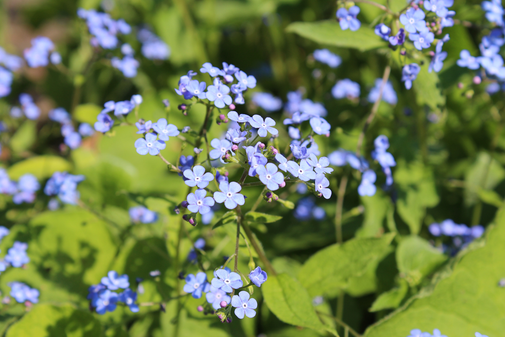 Blaue Blueten