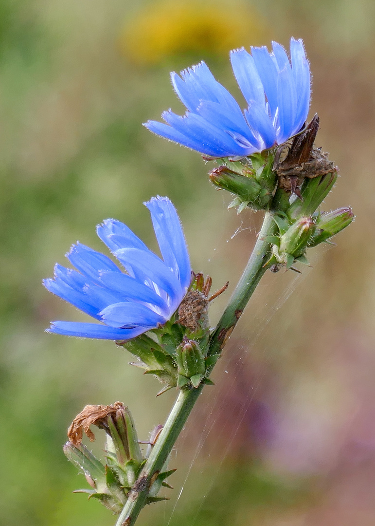 Blaue Blüten am Montag