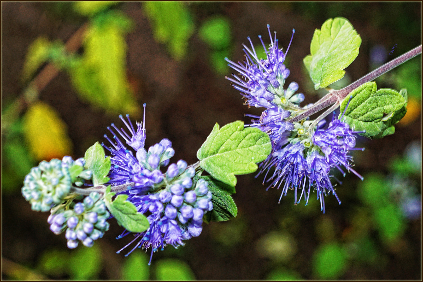 Blaue Blüten am Strauch