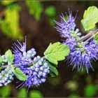 Blaue Blüten am Strauch