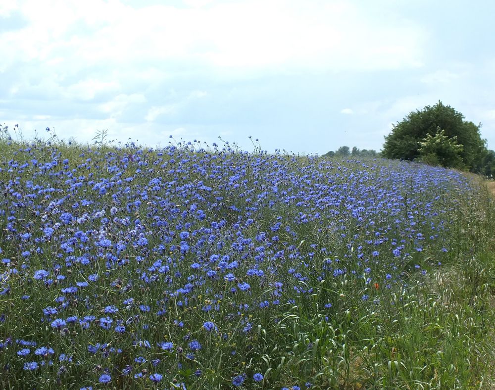 blaue Blüten am Wegesrand