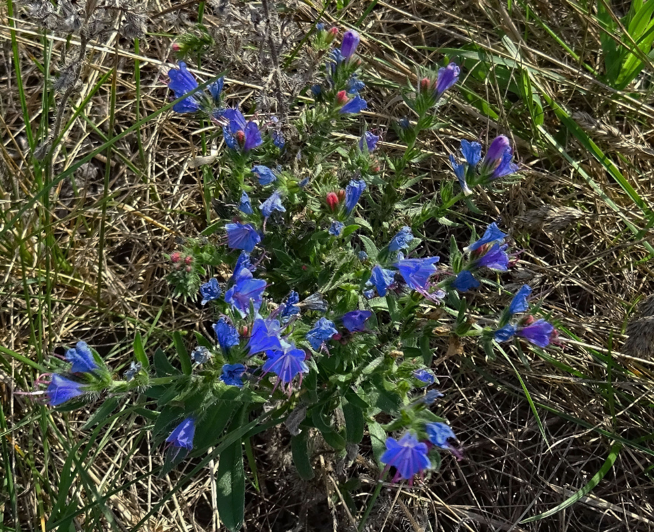 Blaue Blüten am Wegesrand