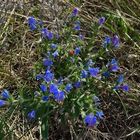 Blaue Blüten am Wegesrand