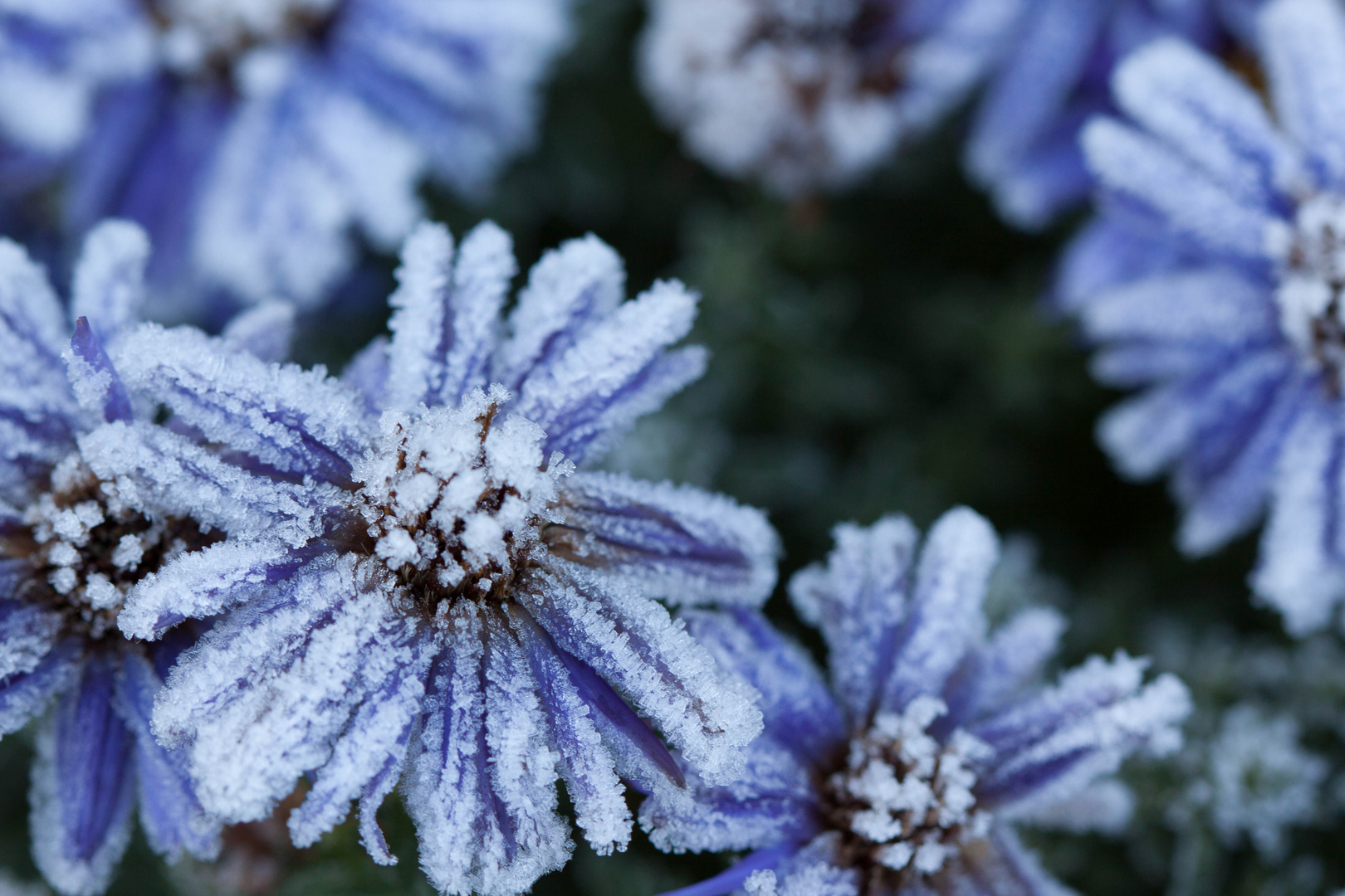 Blaue Blüten