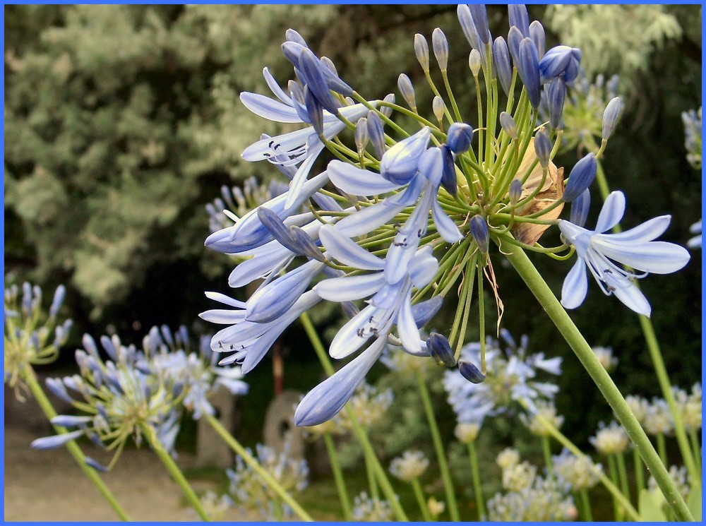 Blaue Blüten