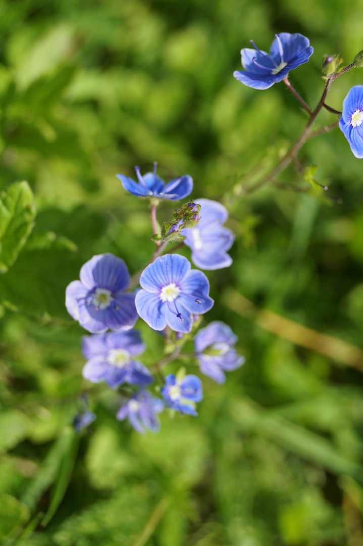 blaue Blüten