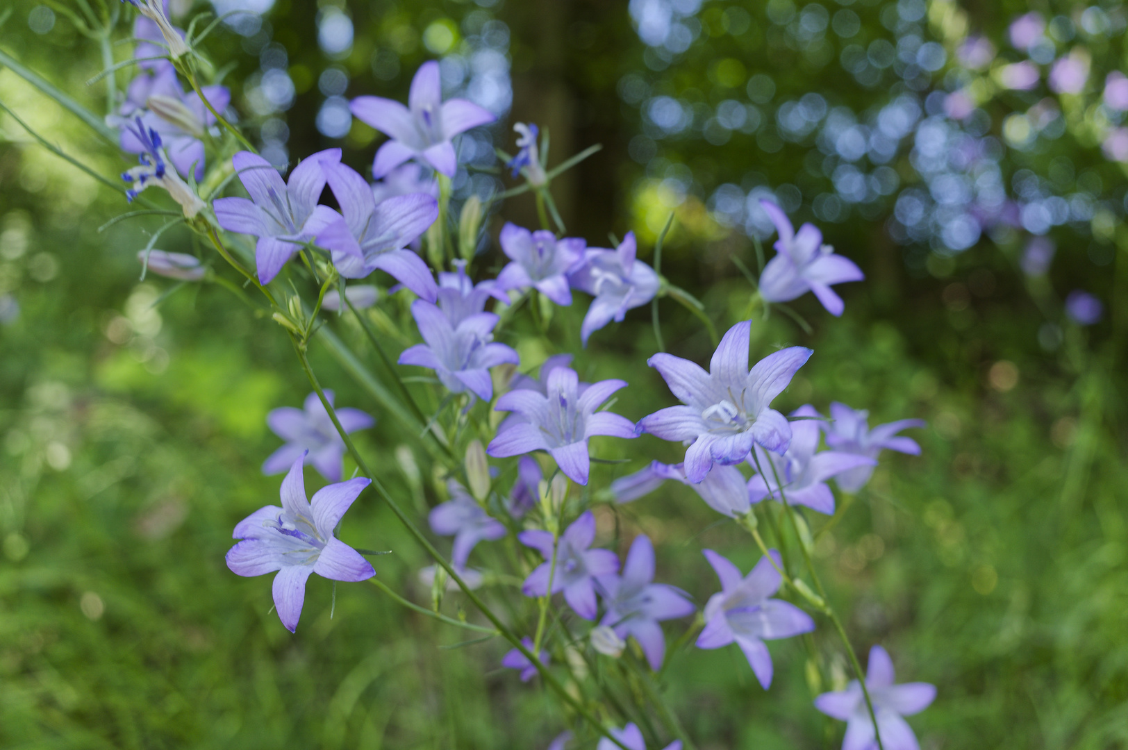 Blaue Blüten