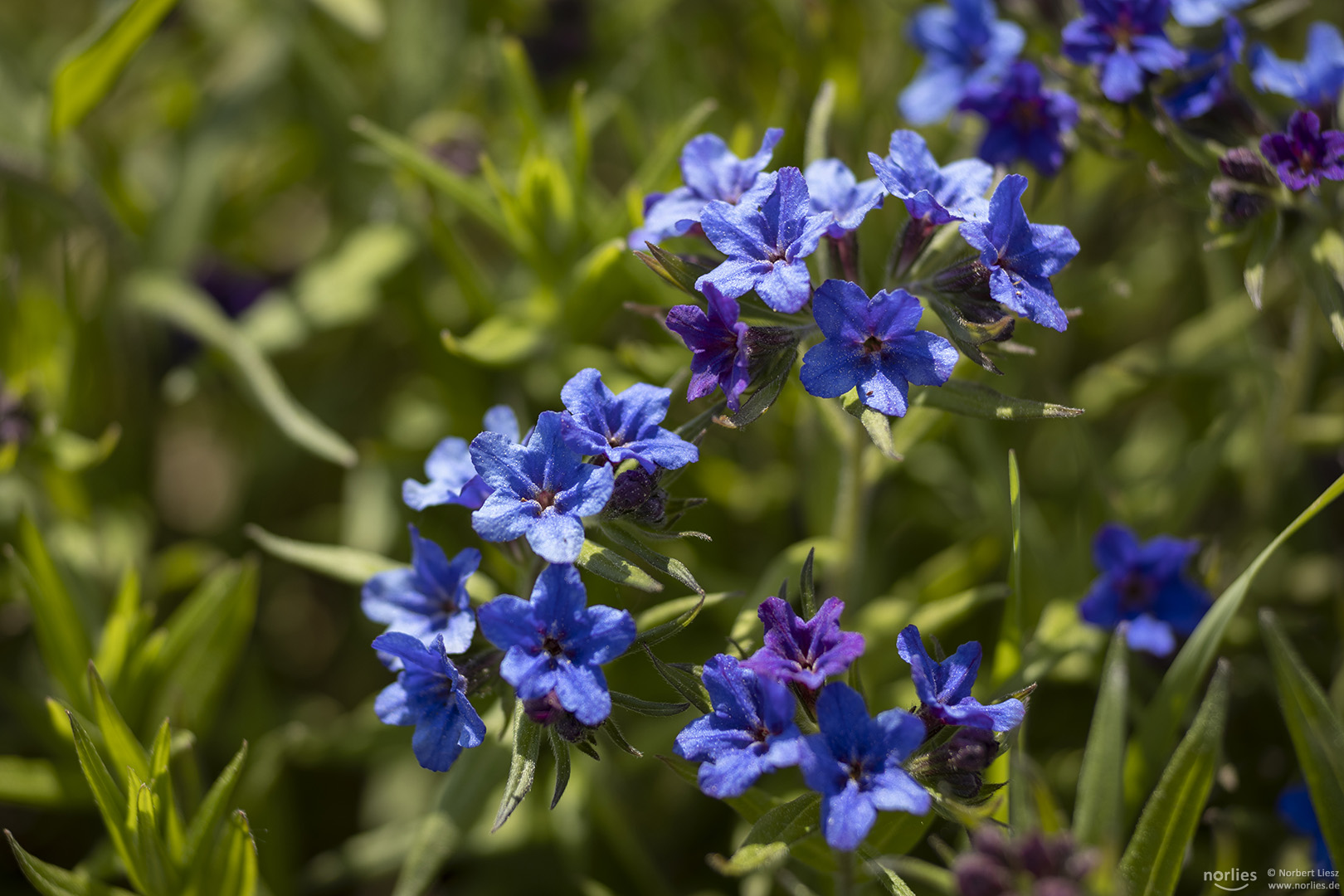 Blaue Blüten Foto & Bild pflanzen, pilze & flechten, landschaft
