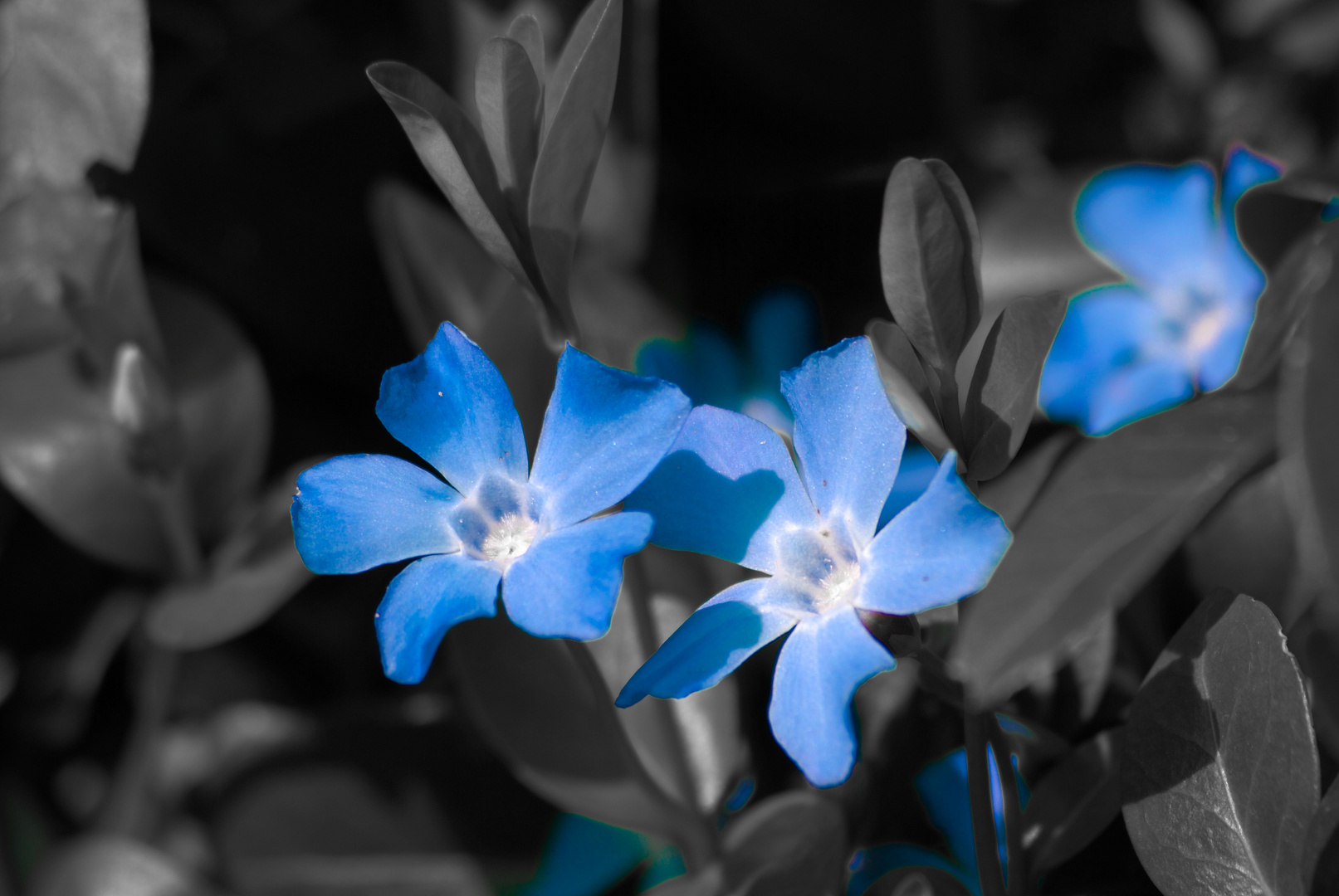 Blaue Blüten