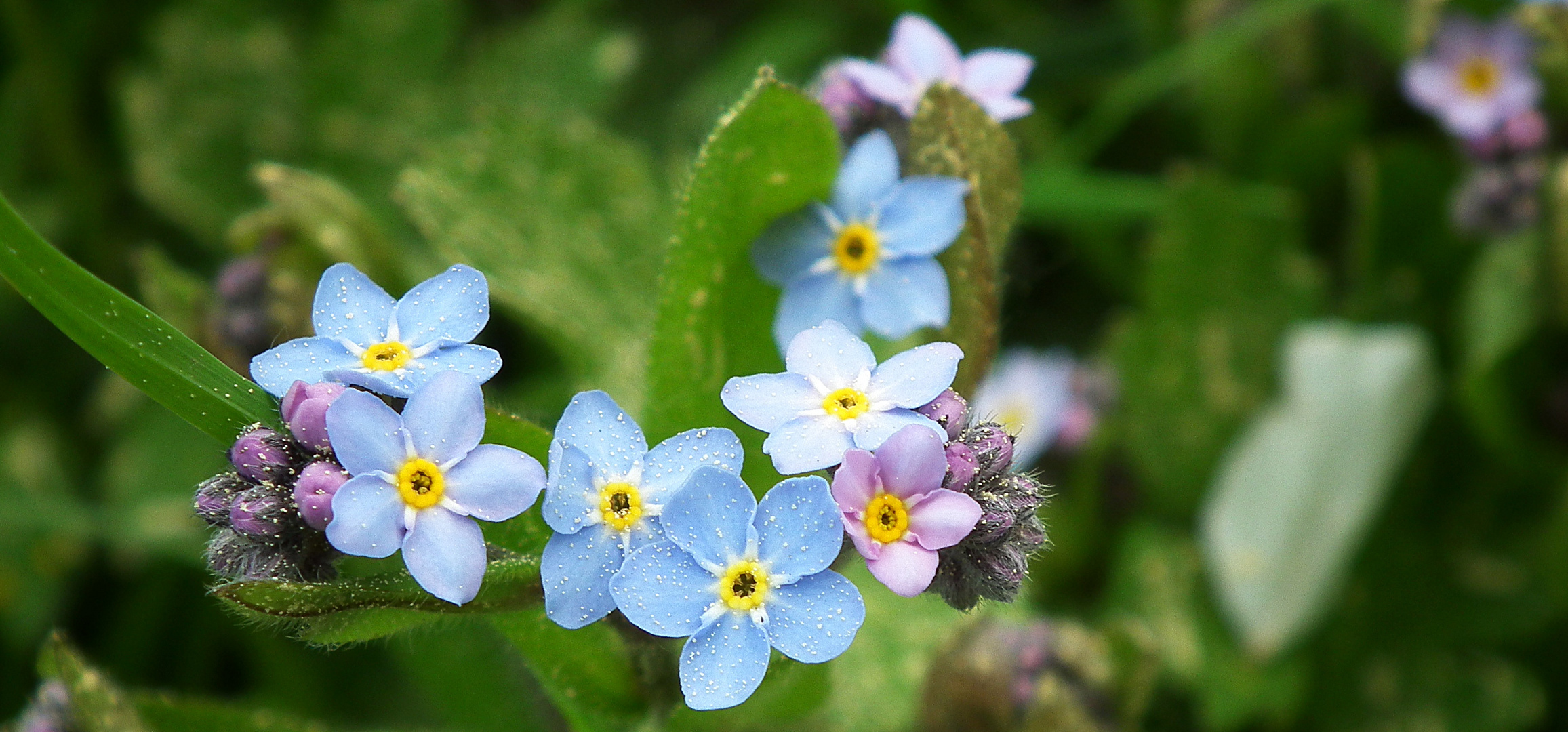 blaue Blüten