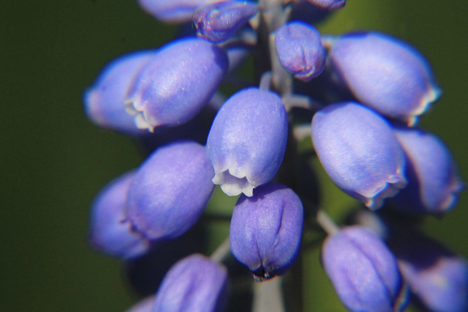 ...blaue Blüten ganz nah....