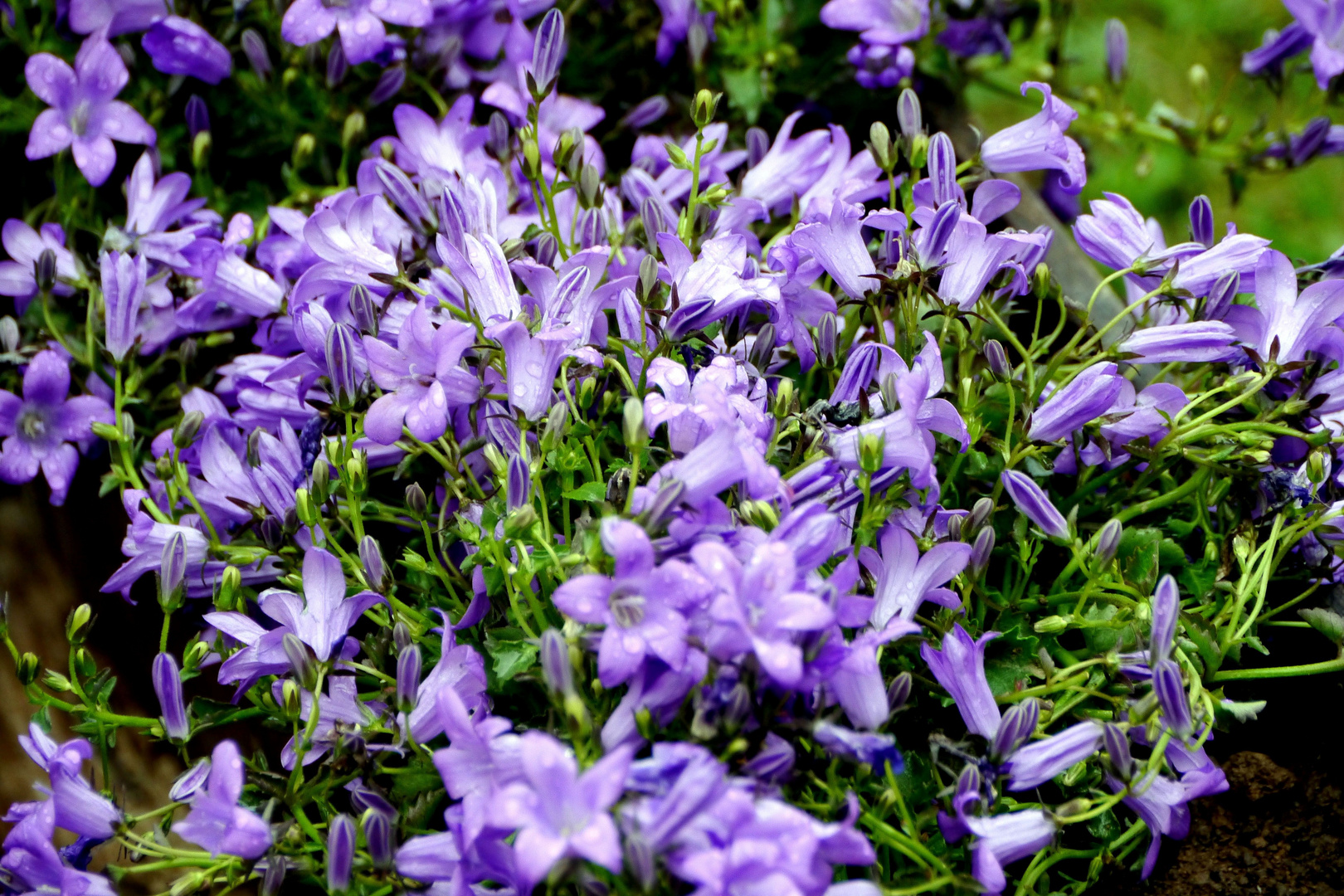Blaue Blüten in Hackenheim