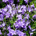 Blaue Blüten in Hackenheim