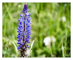 Blaue Blüten (Lupine)