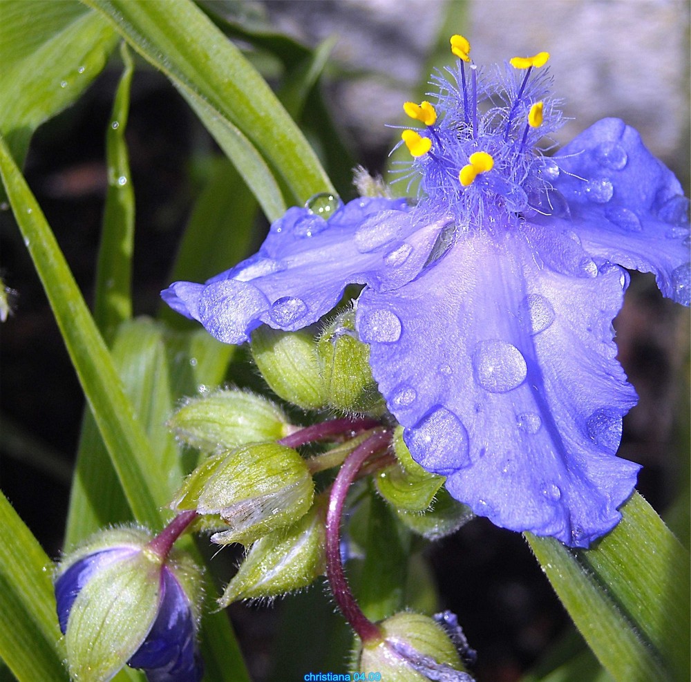 blaue blüten nach dem regen