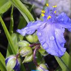 blaue blüten nach dem regen