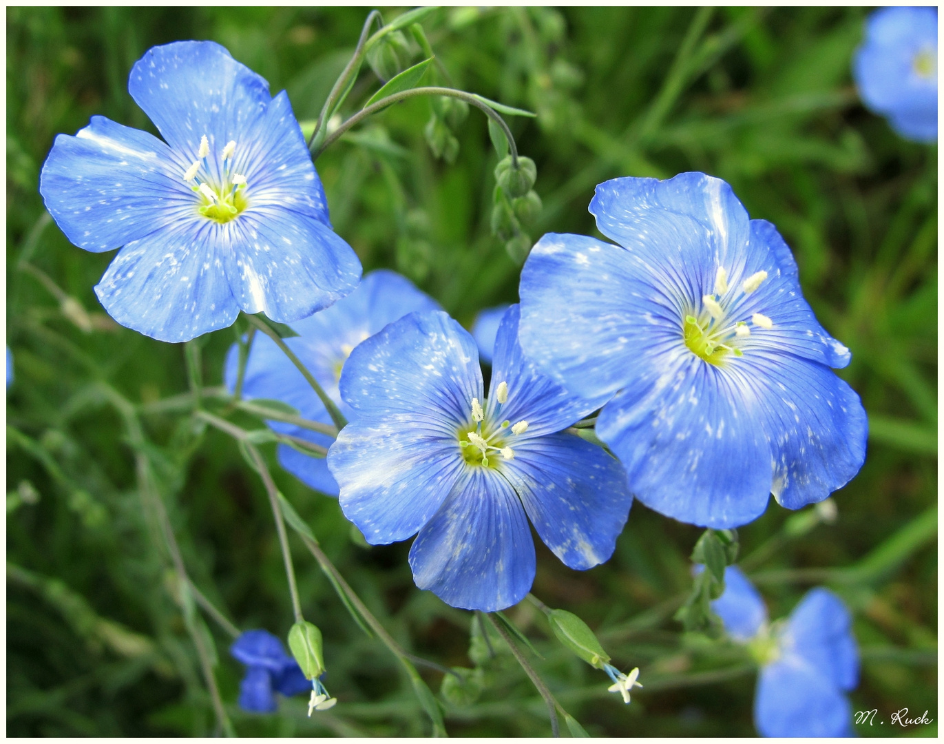 Blaue Blüten zum Sonntag Foto & Bild pflanzen, pilze & flechten