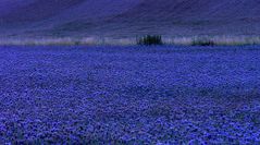 ...blaue Blüten zur blauen Stunde...