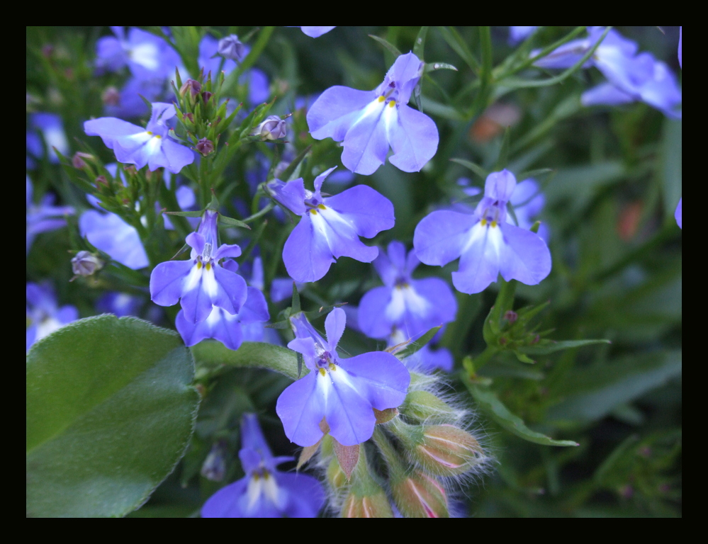 Blaue Blüten1